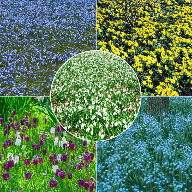 Buy Naturalizing Bulb Lawn Collection 5 Varieties Breck's