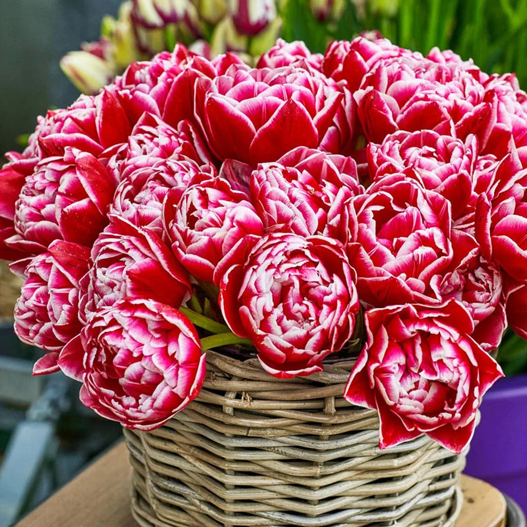 Beeks Bulbs Shop Columbus Tulip Bulbs Online | Double Tulips | Breck's