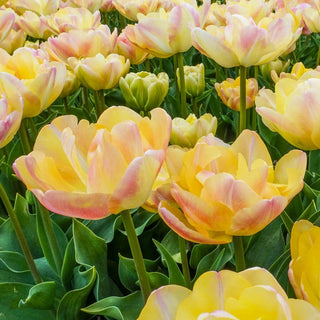 Creme Upstar Tulip