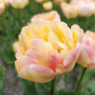 Creme Upstar Tulip