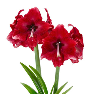 Daphne Amaryllis Bulb