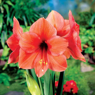Desire Amaryllis Bulb