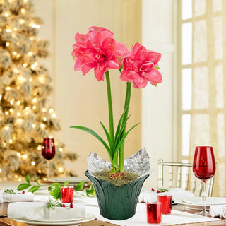 Candy Nymph Amaryllis Single