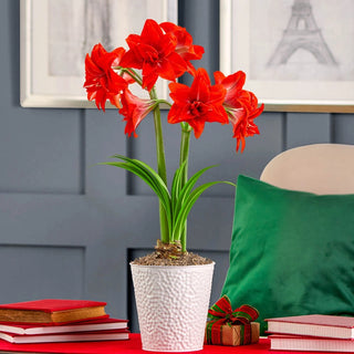 Double Delicious Amaryllis Single