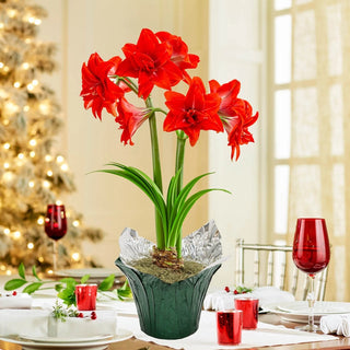 Double Delicious Amaryllis Single