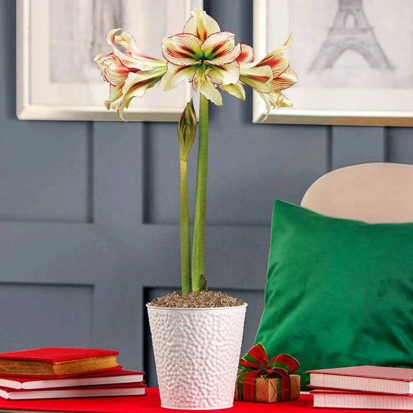 Dragonfly Single Amaryllis Bulb | Amaryllis bulbs | Breck's
