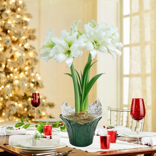 Ice Queen Amaryllis Single