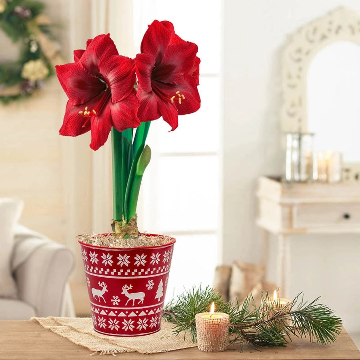 amaryllis indoor plant Karoo Amaryllis Single & Triple