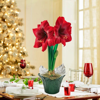 Karoo Amaryllis in Foil Wrapped Pot