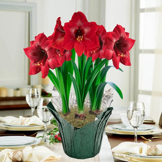 Karoo Amaryllis in Foil Wrapped Pot