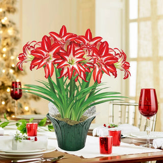 Splash Amaryllis in Foil Wrapped Pot