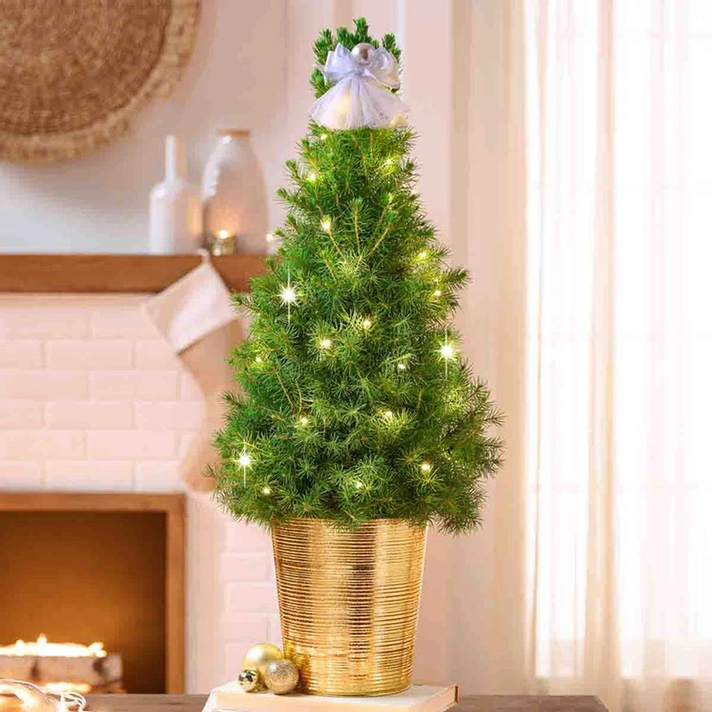 Golden Grace Potted Spruce Tree | Shop Breck's Gifts Online