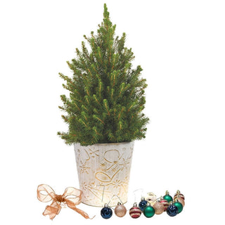 Golden Grace Potted Spruce Tree