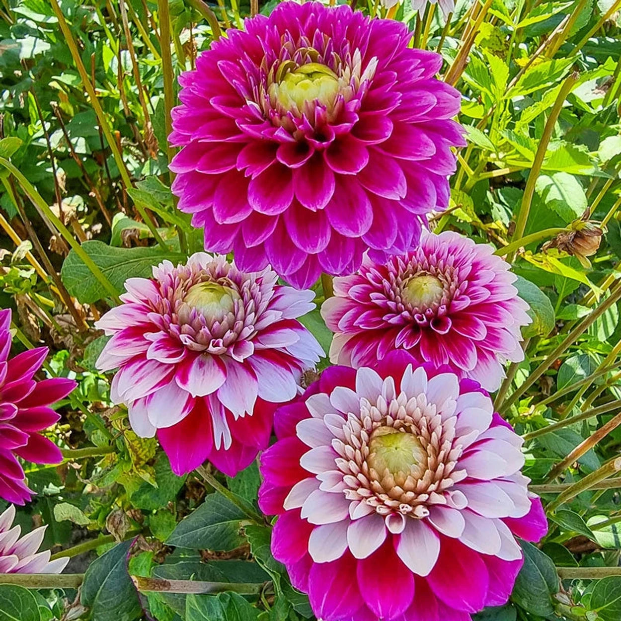 dahlia seeds online Daan Dahlia