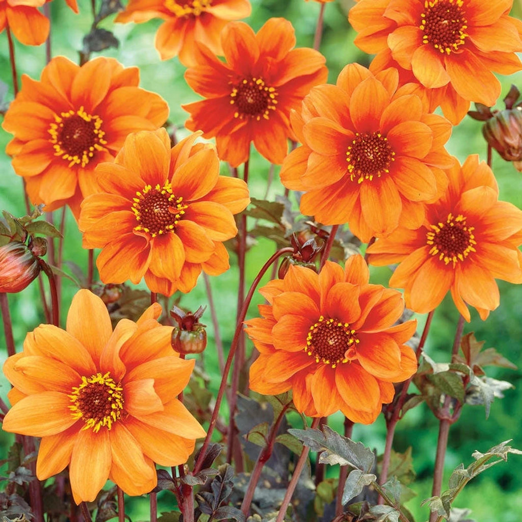 Bishop of Oxford Dahlia | Dahlia Bulbs for Sale | Breck's