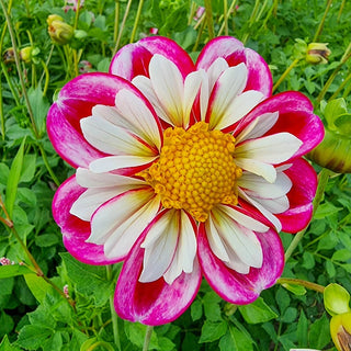 Buy Bumble Rumble Dahlia | Decorative Dahlias | Breck's