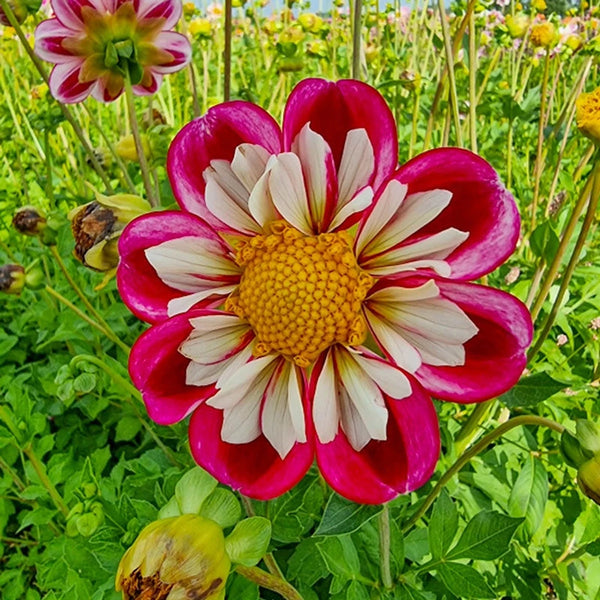 Buy Bumble Rumble Dahlia | Decorative Dahlias