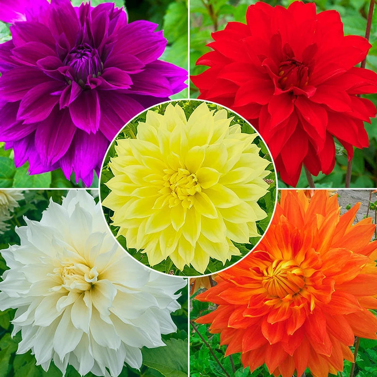dinnerplate dahlia seeds Dutch Dinnerplate Dahlia Collection