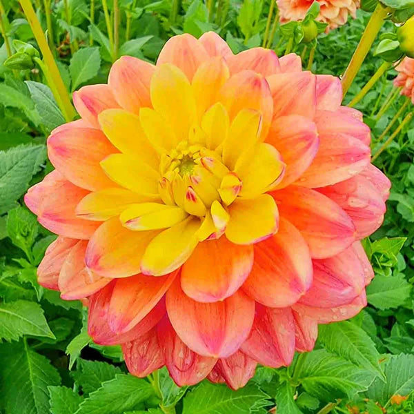 フラワー・リース Erika Buy Princess Erika Dahlia | Patio and Border Dahlias | Breck's