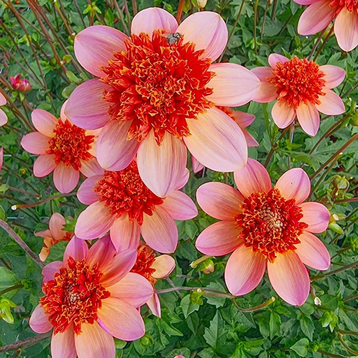 dahlia totally tangerine seeds Totally Tangerine Anemone Dahlia