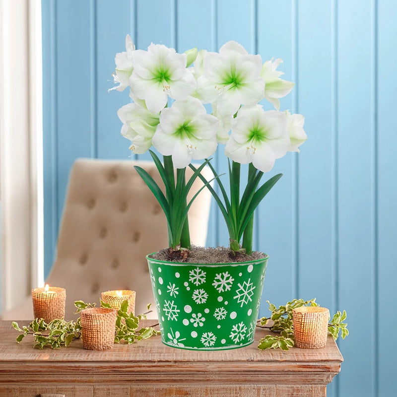 Buy Christmas Gift Amaryllis Duo in Snowflakes Pot Breck's Brecks