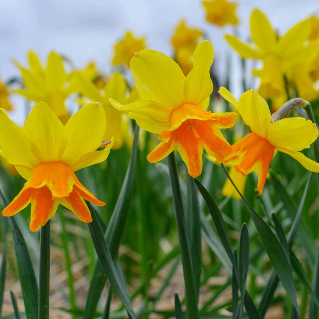 Beeks Bulbs Shop Rataplan Daffodils Online | Daffodil Bulbs | Breck's