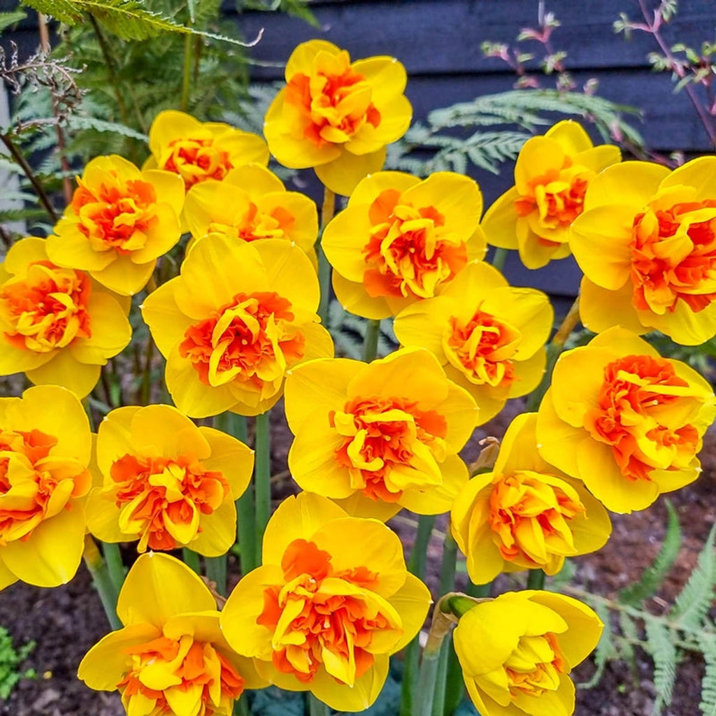 Beeks Bulbs Shop Sizzling Fire Daffodils | Daffodil Bulbs | Breck's