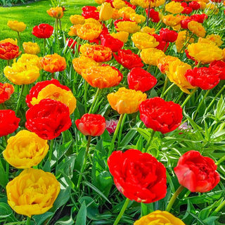 Warm Welcome Double Tulip Duet