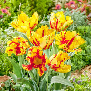 Parrot Tulip Texas Flame