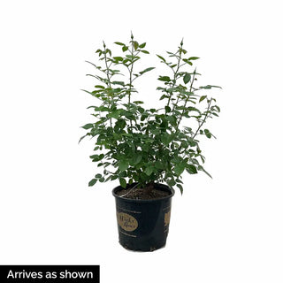 Grande Dame™  Hybrid Tea Rose