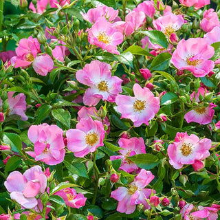 Rose Bushes For Sale - Shop Rose Plants | Breck's – Brecks