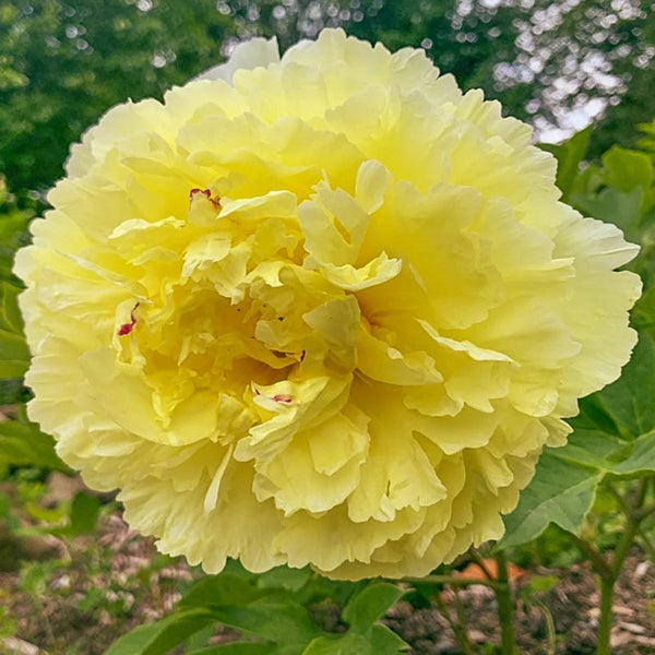 Sonoma Halo Itoh Peony - 1 Per Package | Yellow | Paeonia 'Sonoma Halo' | Zone 3-8 | Fall Planting