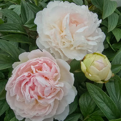 Buy Snow Mountain Peony | All Weather Peonies | Breck's