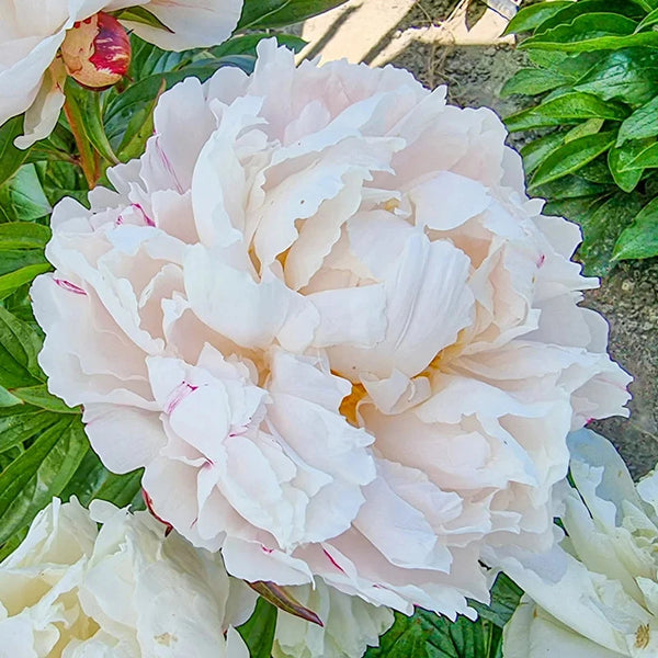 Buy White Lullaby Peony Online | White Peonies | Breck's