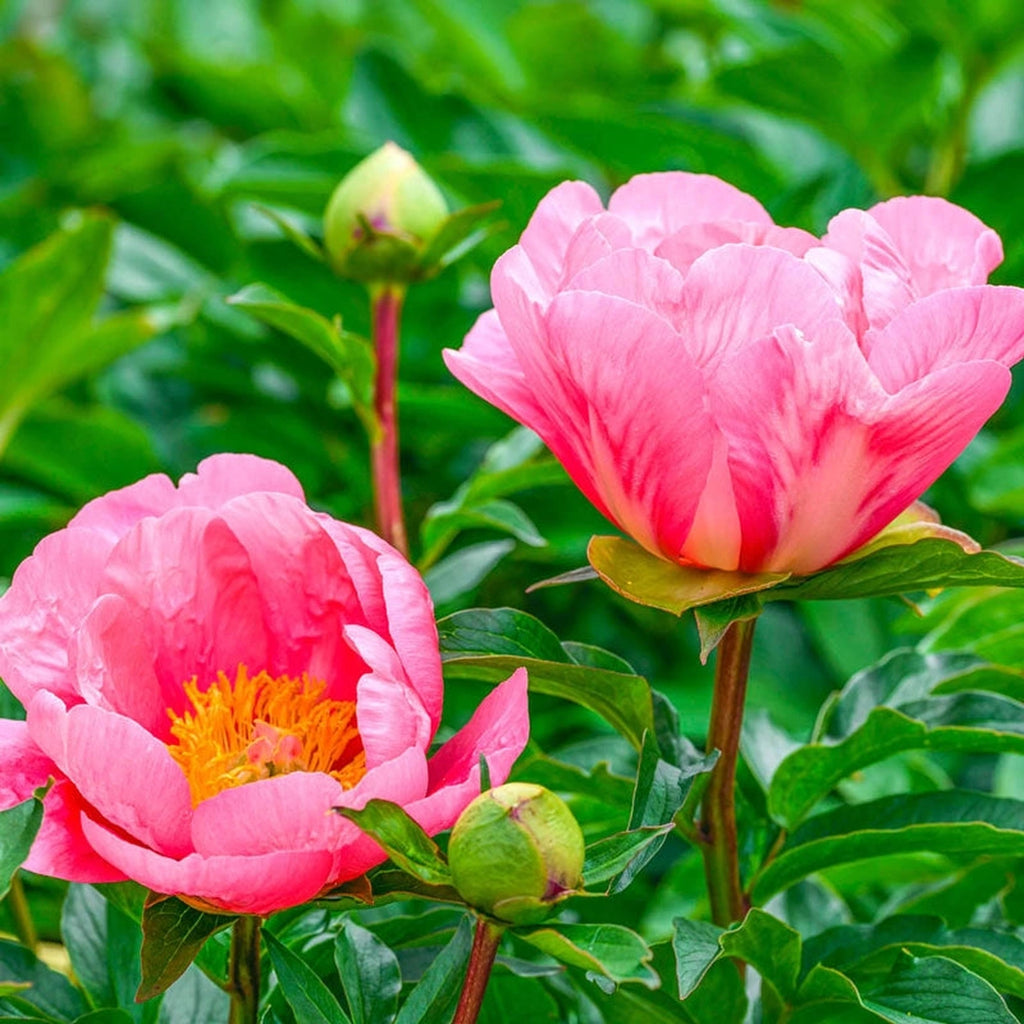 Buy Lovely Rose Peony Online | Spring Planted Bulbs | Breck's