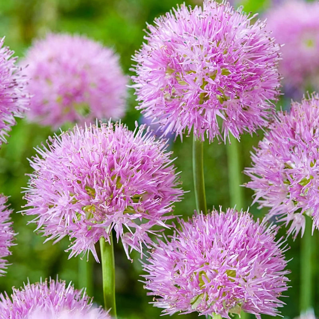 Beeks Bulbs Shop Rosy Dream Alliums Online | Allium Bulbs | Breck's