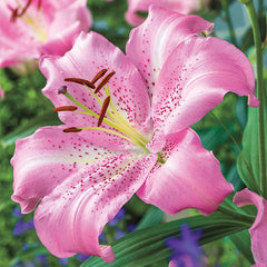 lily　25cm & 20cm おまとめ　5月10日以降発送 Buy Josephine Lily Bulbs Online | Oriental Lilies | Breck's