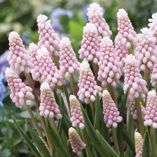 Pink Grape Hyacinth