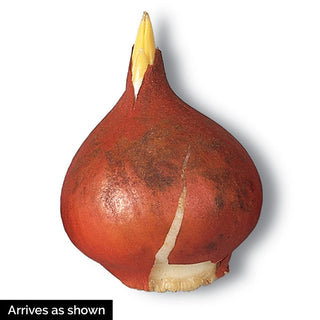 Multiflowering Mixture Tulip