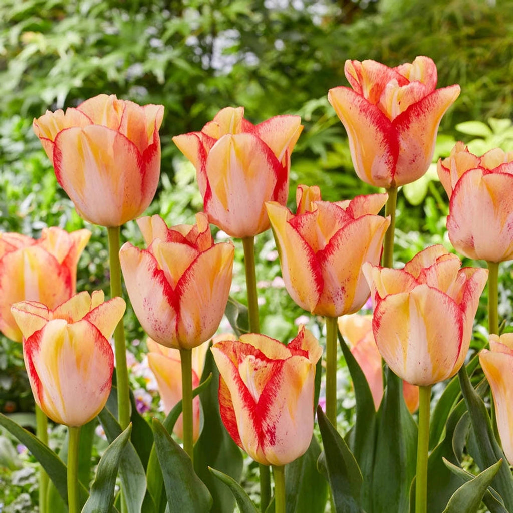 Beeks Bulbs Buy Beauty Dream Tulips | Fringed Tulip Bulbs | Breck's