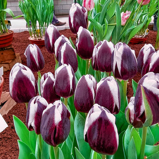Triumph Tulip Tiramisu