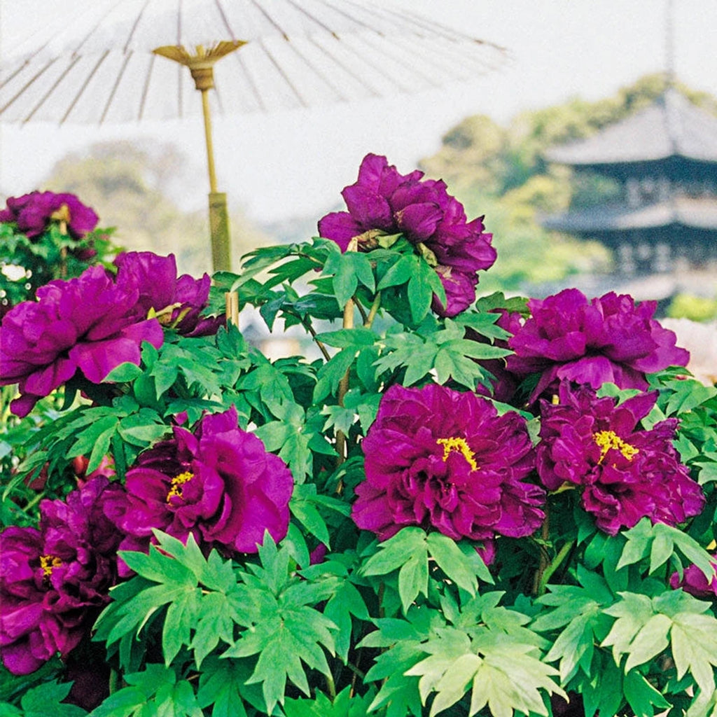Japanese Tree Peony 'Shimadailjin' main image 1