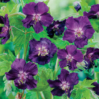 Raven Everblooming Hardy Geranium