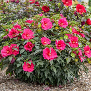 Watermelon Ruffles Hibiscus