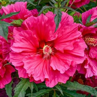 Watermelon Ruffles Hibiscus