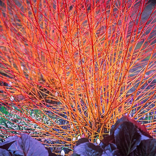 Bressingham Ruby Pigsqueak