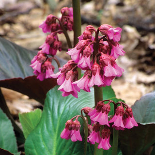 Bressingham Ruby Pigsqueak