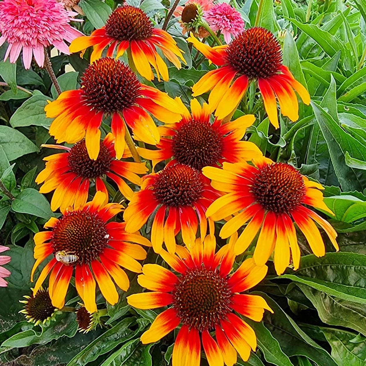 parrot plant seeds for sale Parrot Coneflower