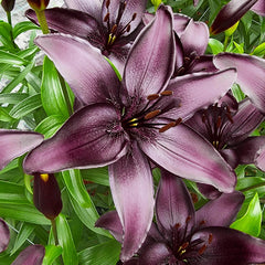 Buy Blackstone Lily Online | Asiatic Lilies | Breck's
