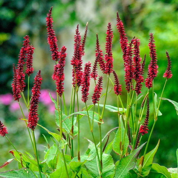 Buy Blackfield Mountain Fleece Sun Perennials Breck's